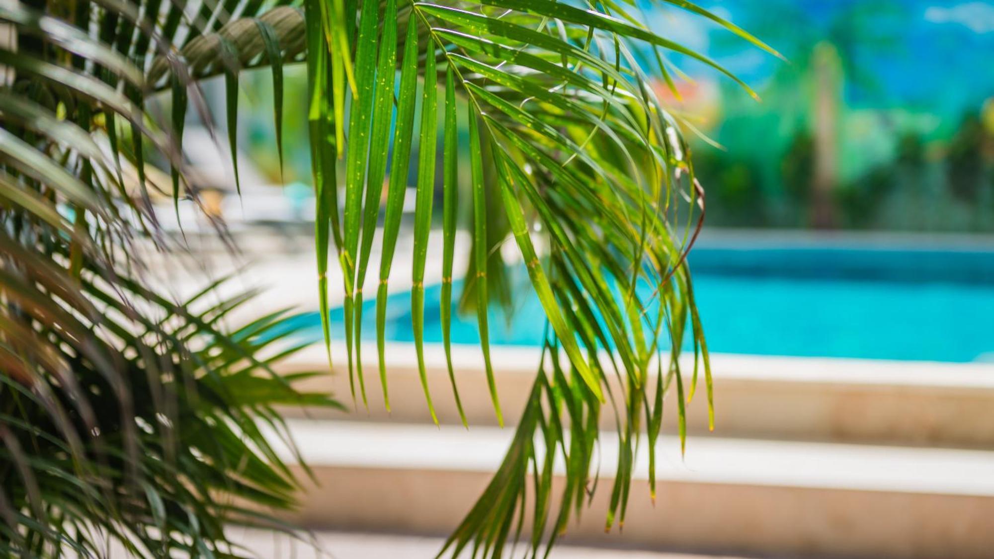 Casita Palma Boutique Resort Playa Dış mekan fotoğraf